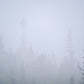 Foggy Woodland Adirondack mountains 