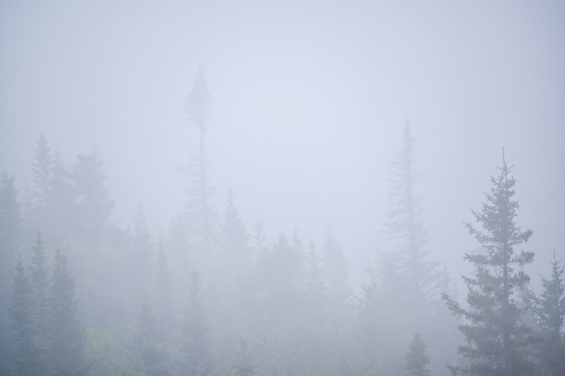 Foggy Woodland Adirondack mountains 