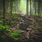 misty forest in the Adirondack's 