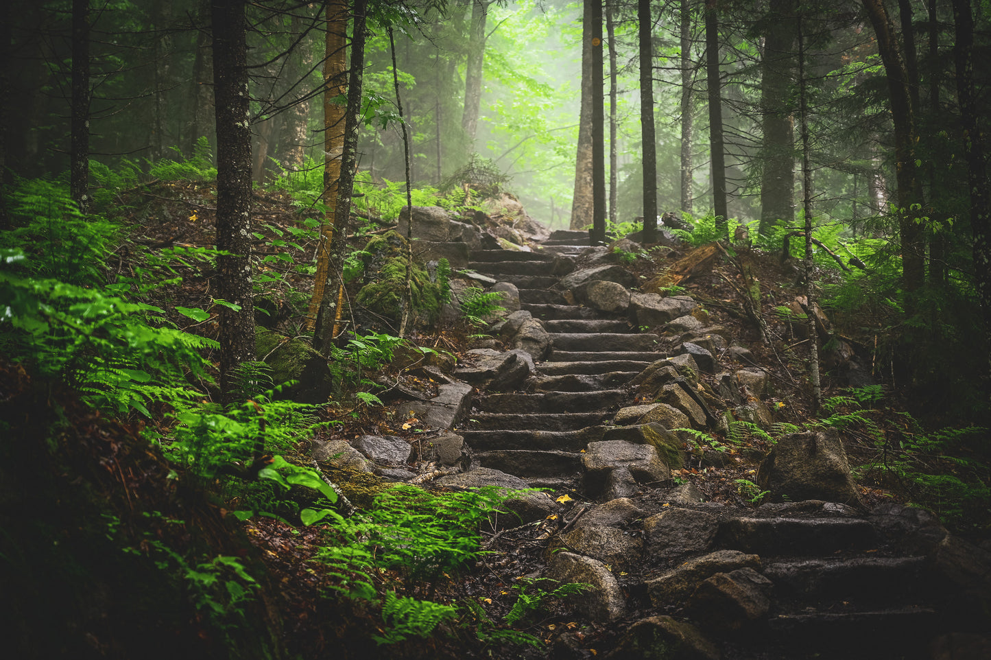 misty forest in the Adirondack's 