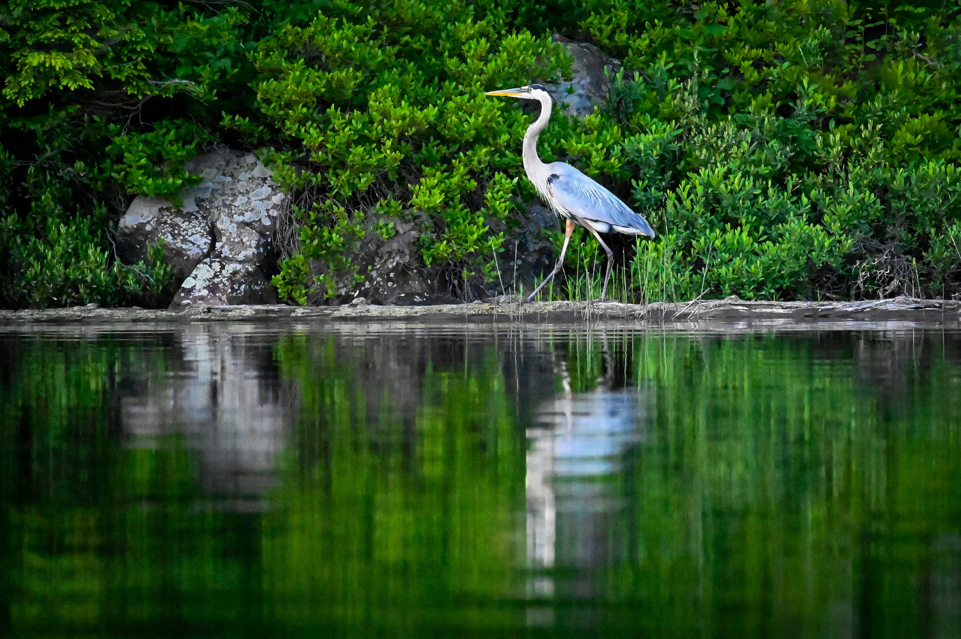 Great Blue Heron in the Adirondack’s