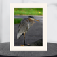 print of a Great Blue Heron