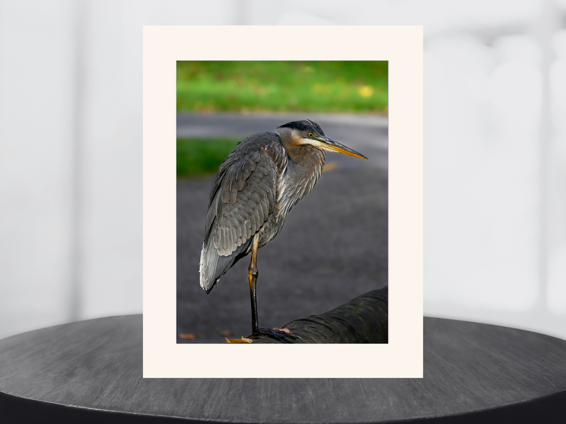 print of a Great Blue Heron