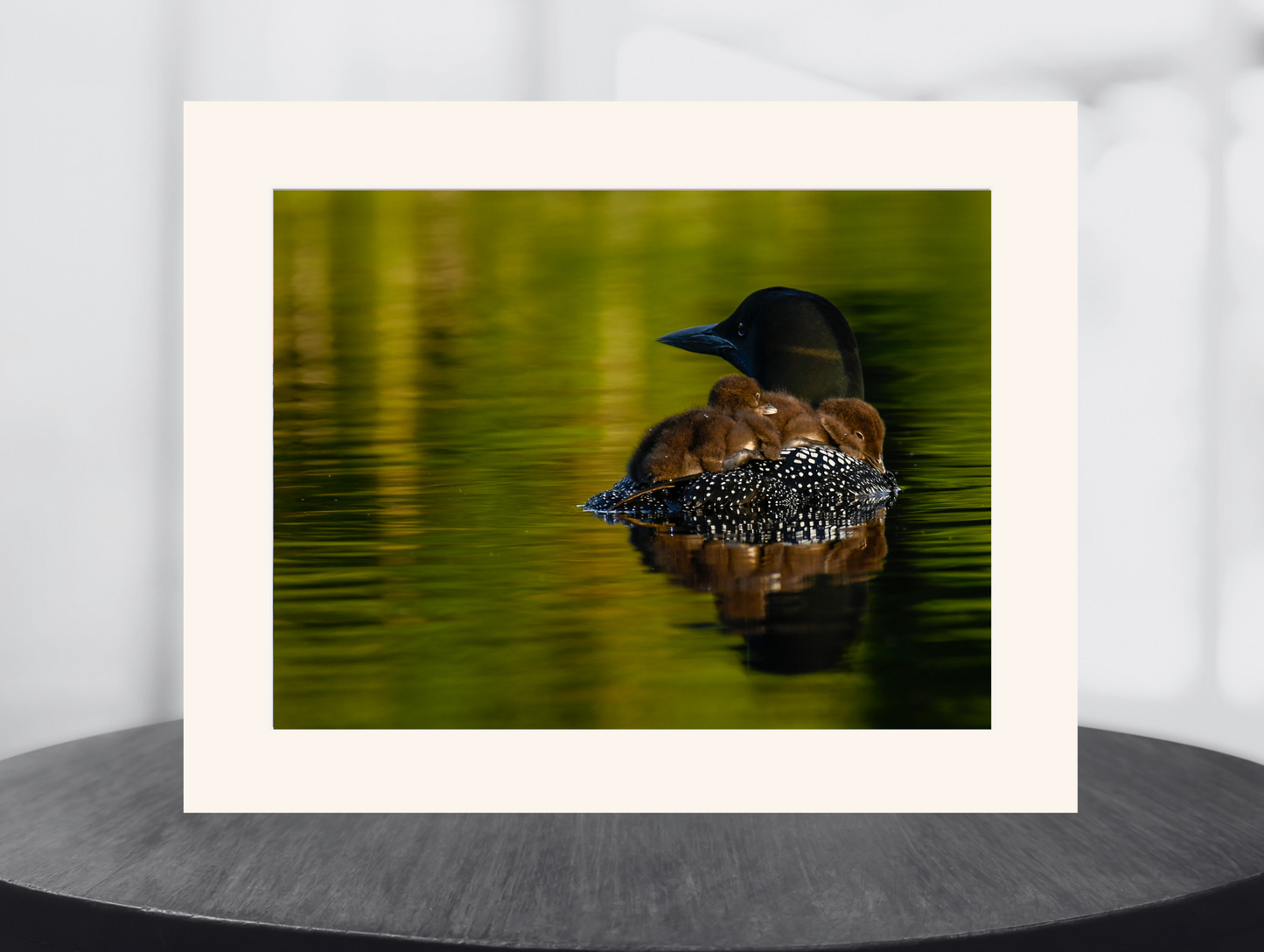 print of Mother Loon with Babies