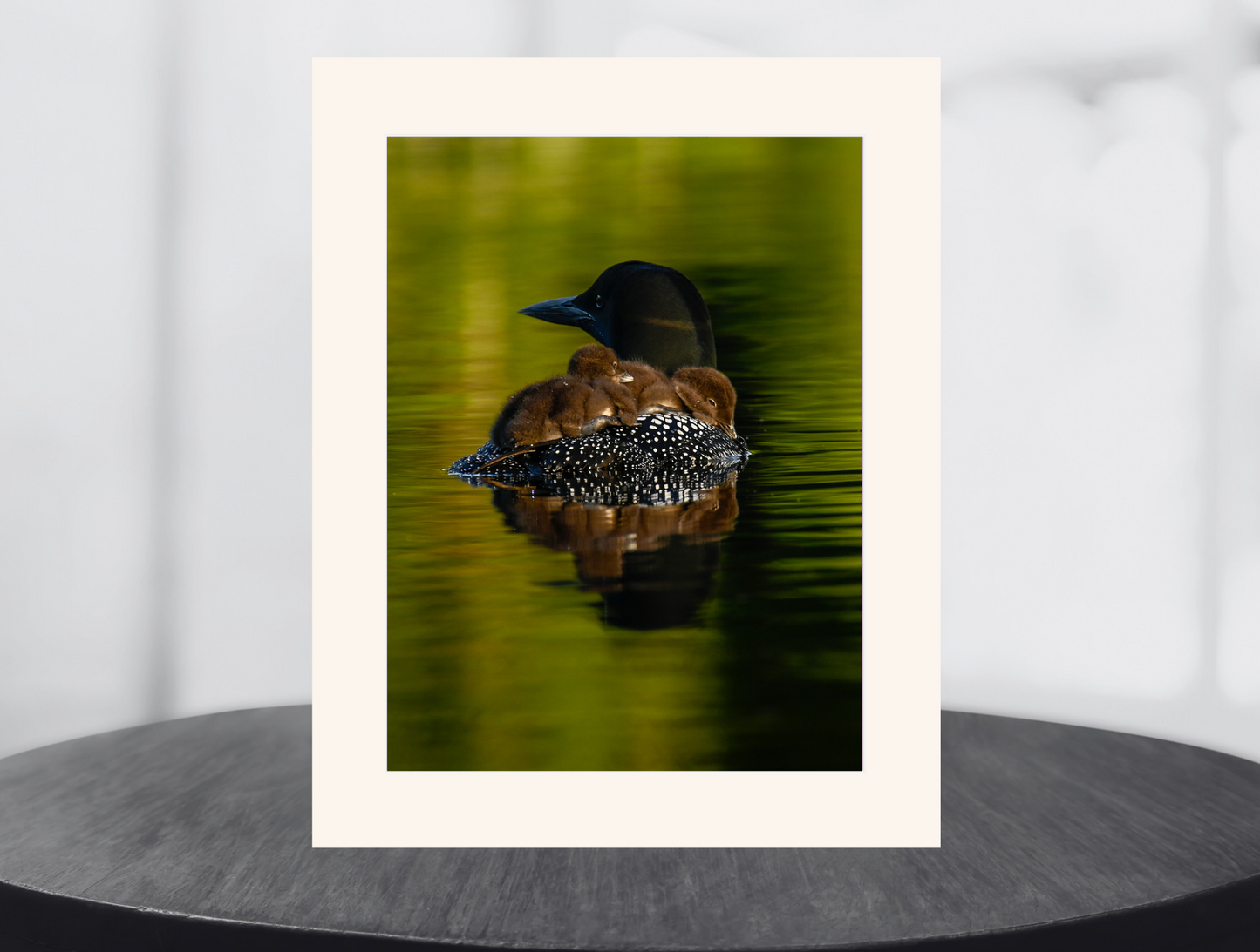 print of Mother Loon with Babies
