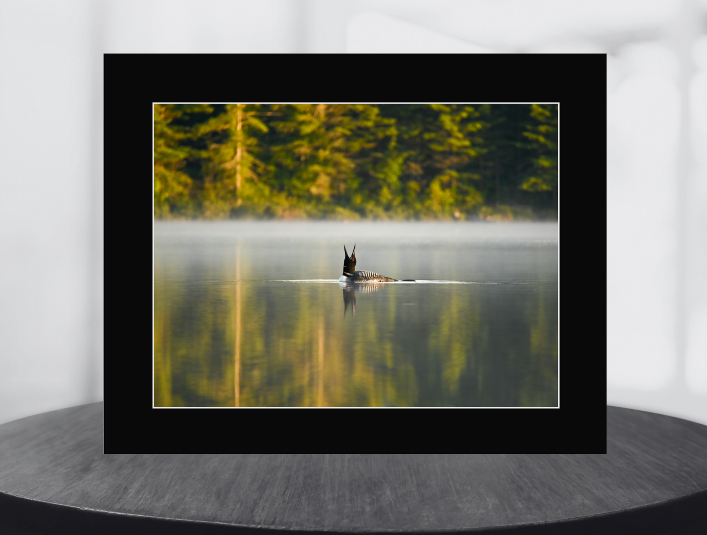 print of a common loon calling 