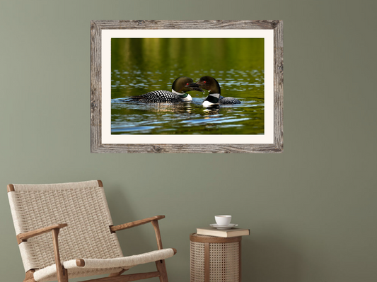 print of common loons