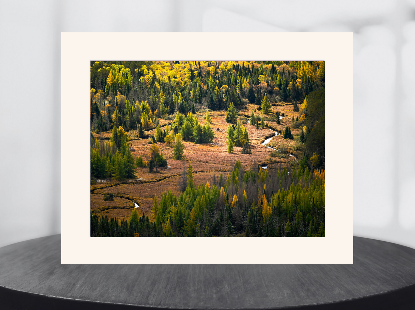 print of a river meandering through a tamarack filled meadow