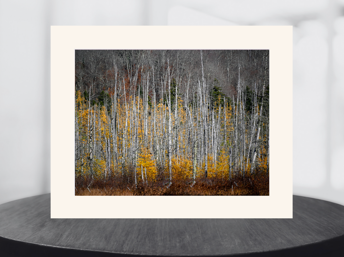 print of tamarack trees 