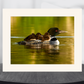 print of Mother Loon and Babies