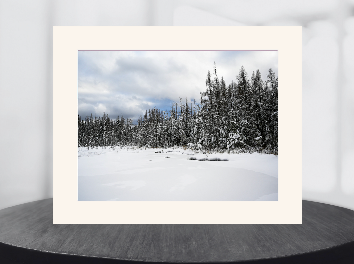 print of snow covered tamaracks