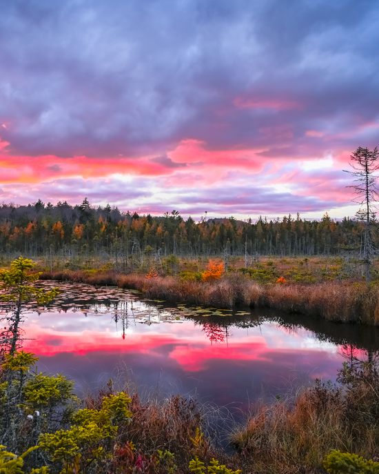 A scenic landscape photograph of a marsh or lake at sunset, with dramatic pink, orange, and purple clouds reflected in the water, surrounded by trees and reeds in autumn colors.