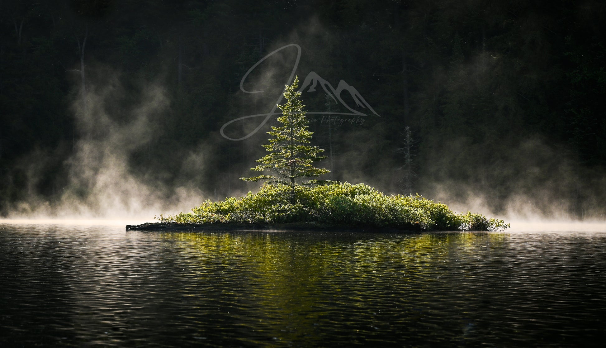 print of a Misty Morning tree on an adirondack pond