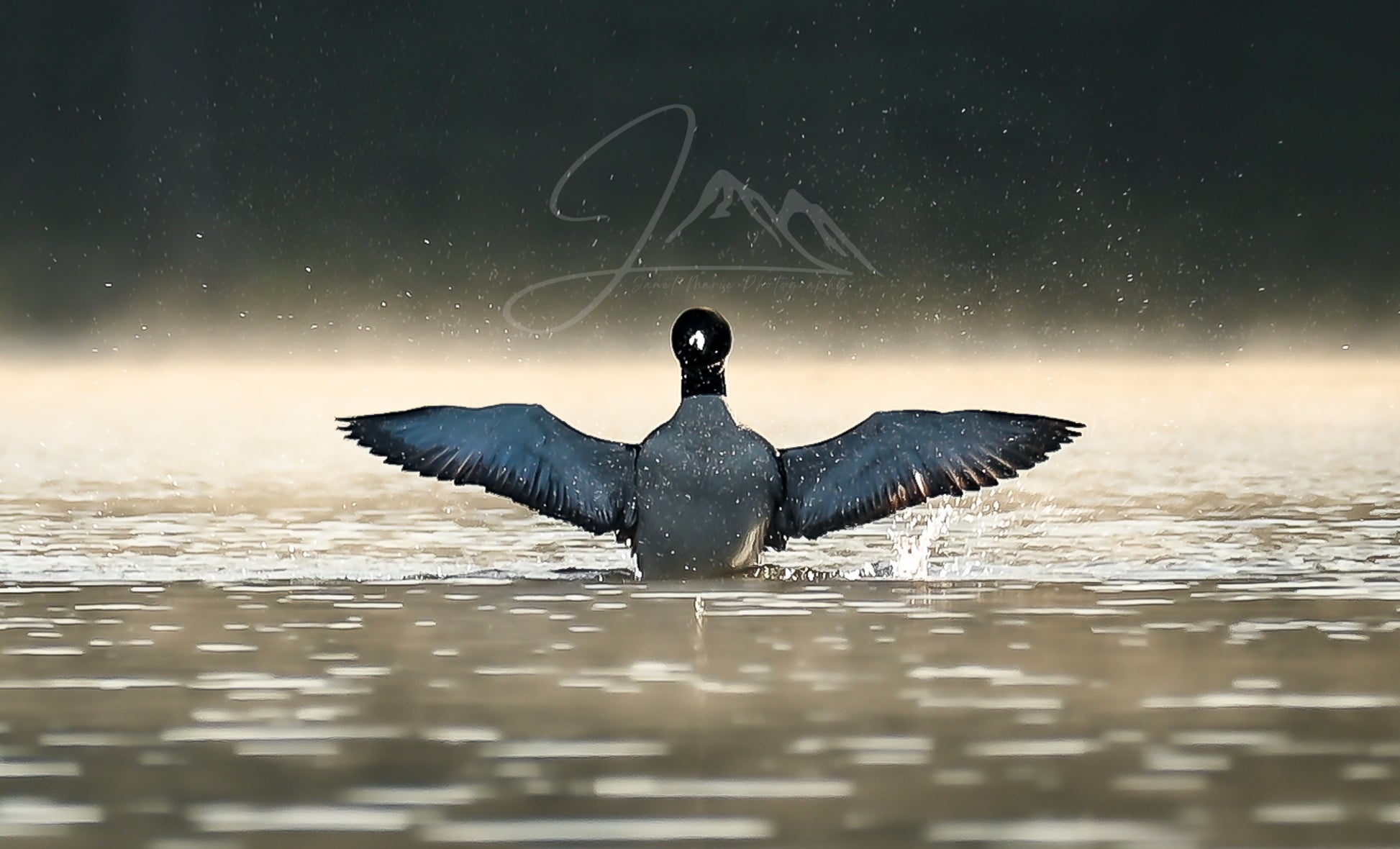 print of a Common Loon Wingspread