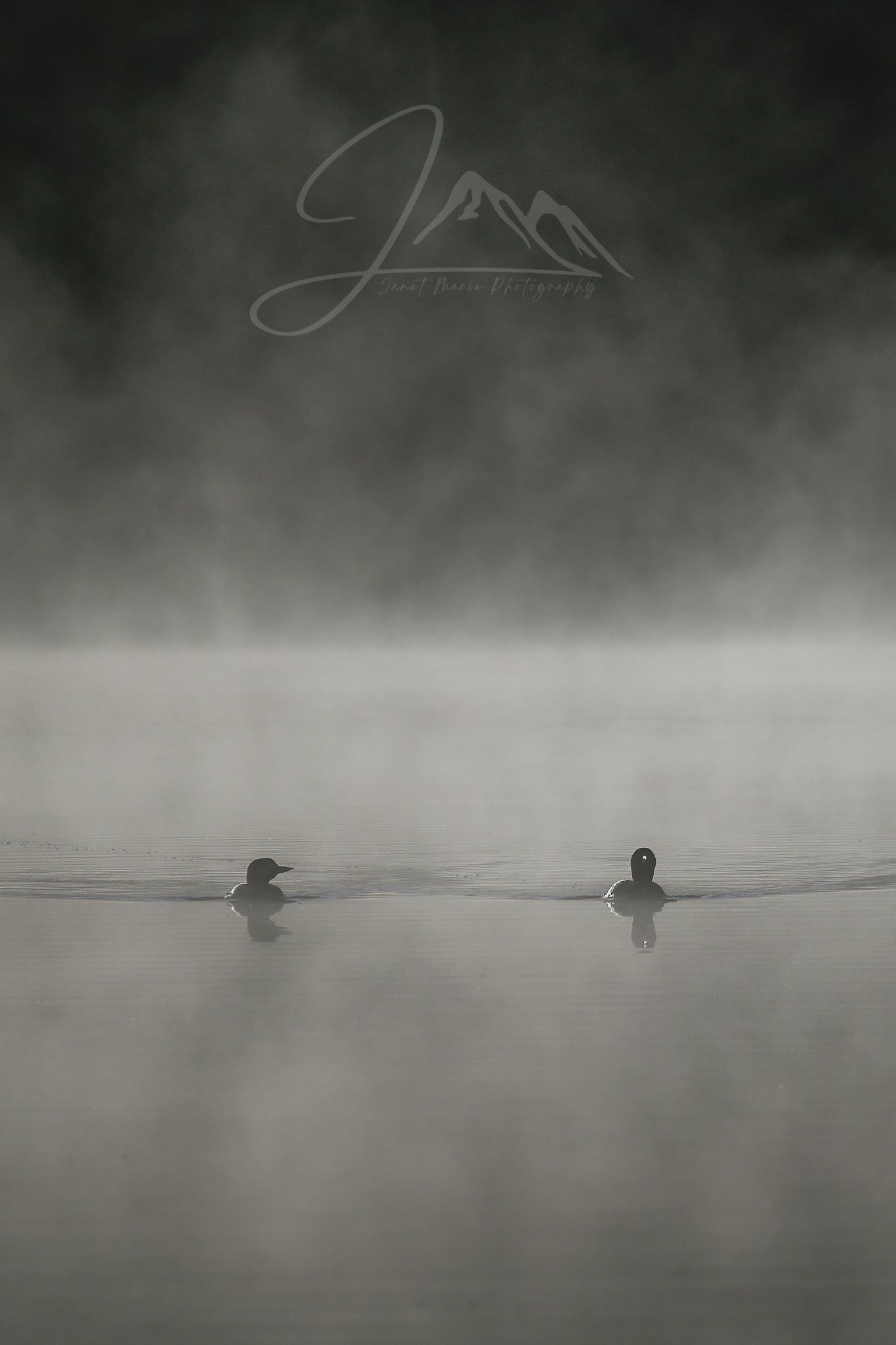 print of loons in the mist