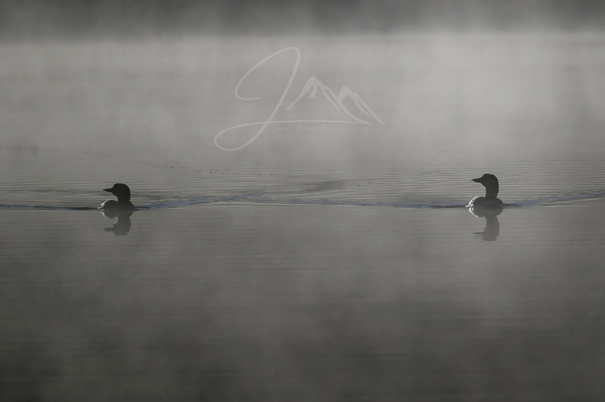 print of Loons in the Mist 