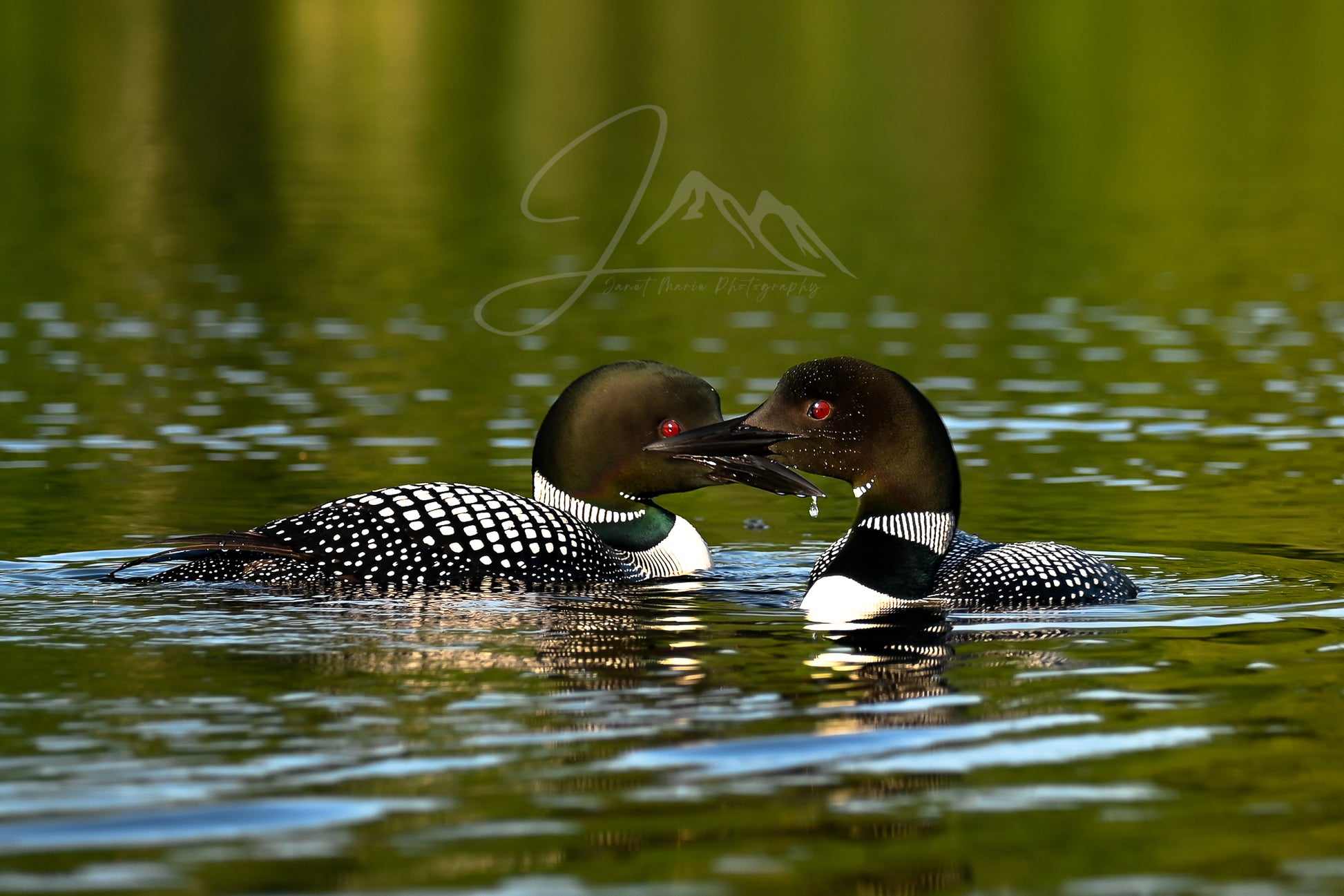 print of common loons