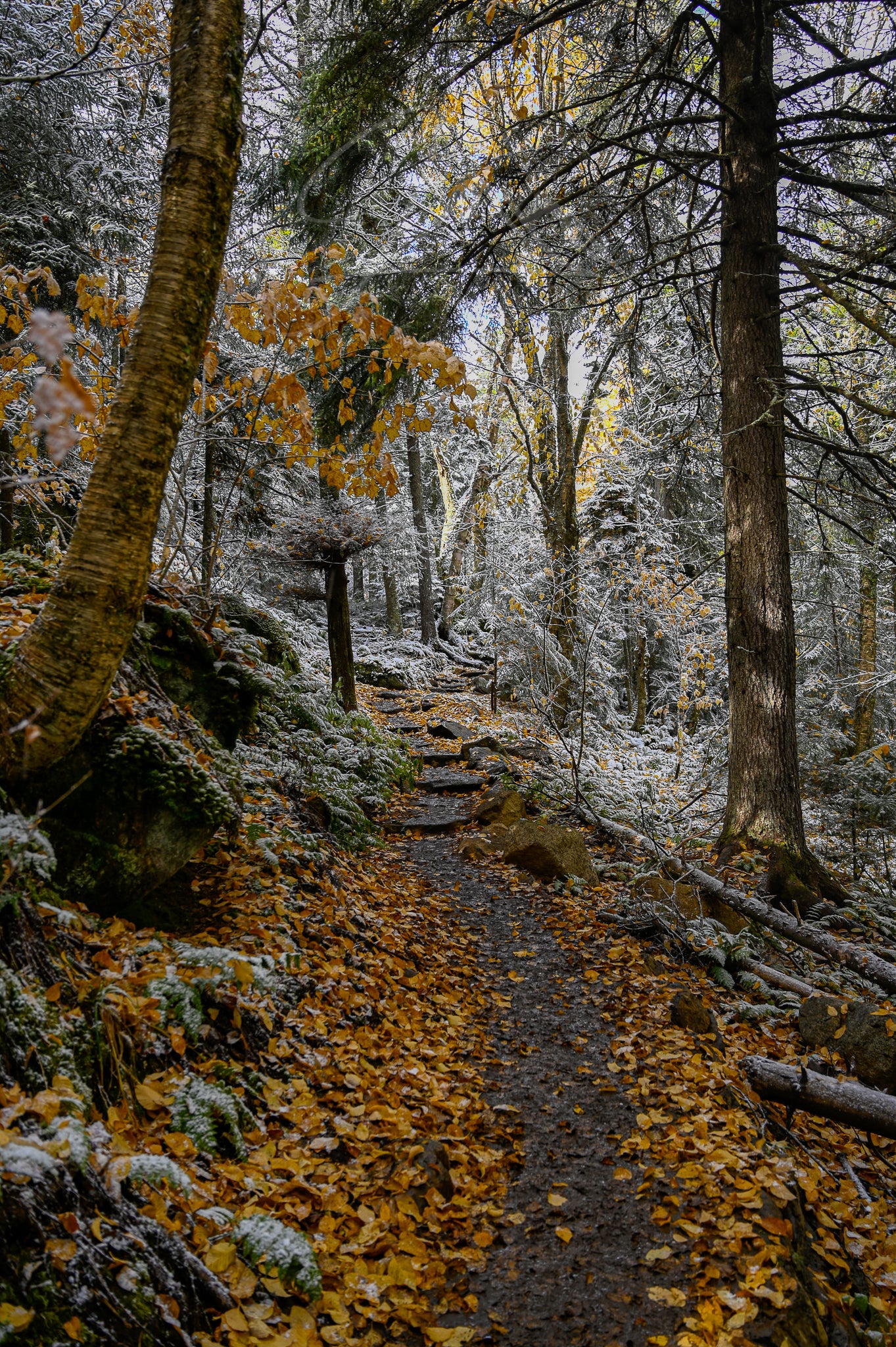 print of a snowy autumn trail