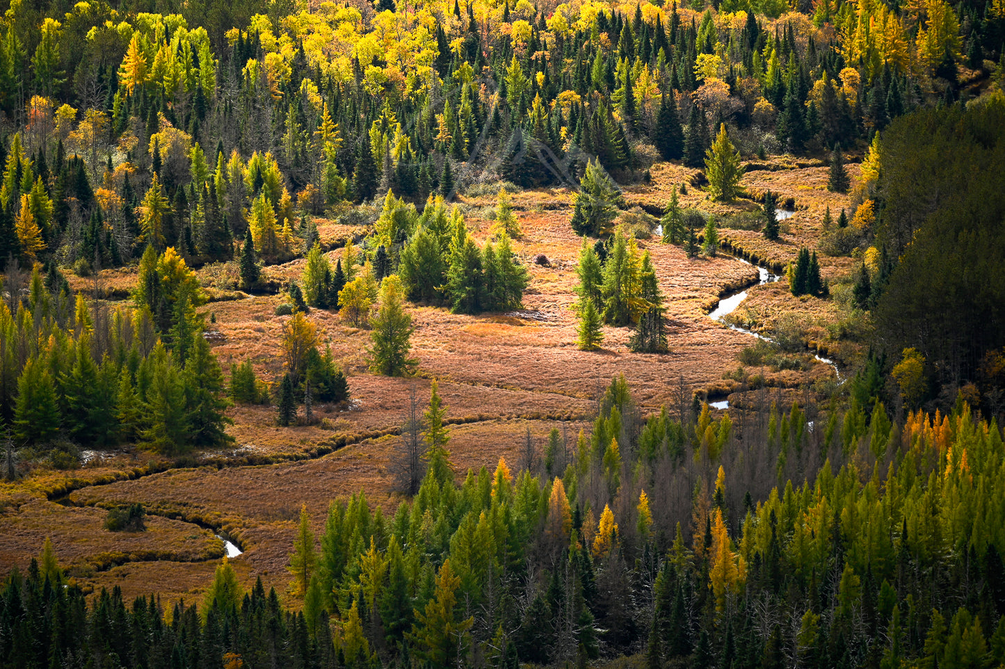 print of a river meandering through a tamarack filled meadow