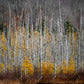 print of tamarack trees 