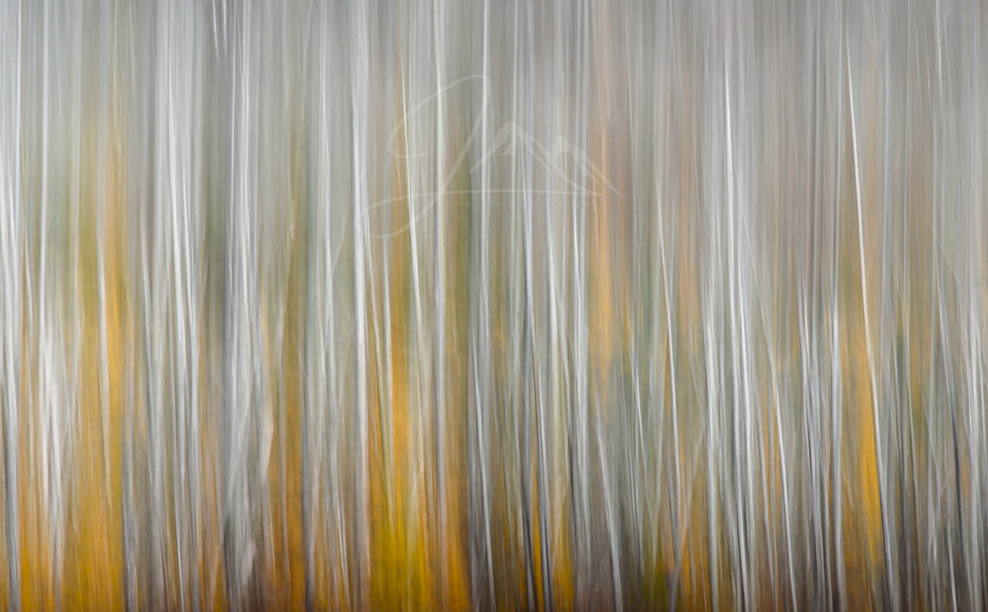 Abstract Autumn image of birch and tamarack trees in an adirondack forest