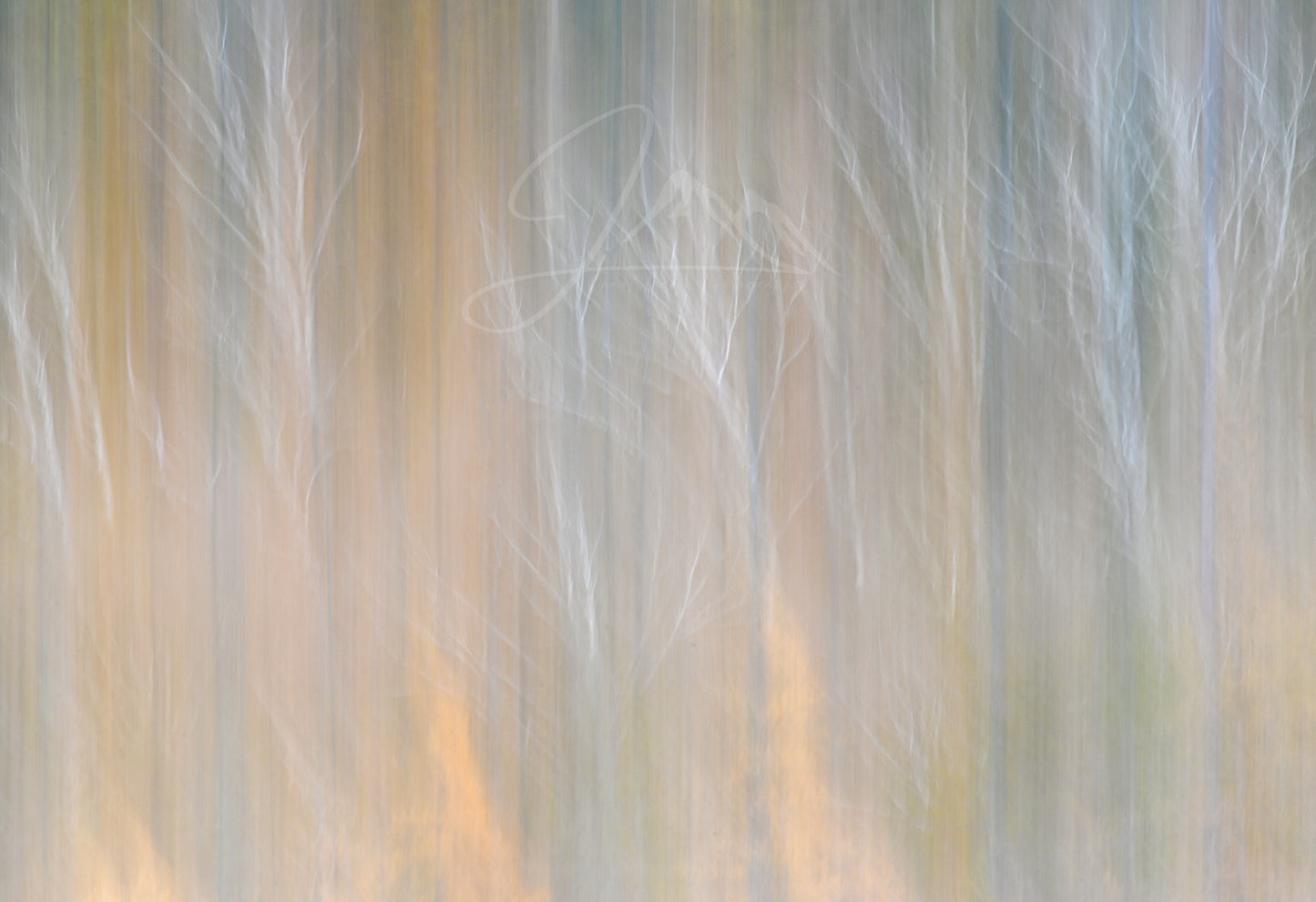 Birch Forest Abstract Art