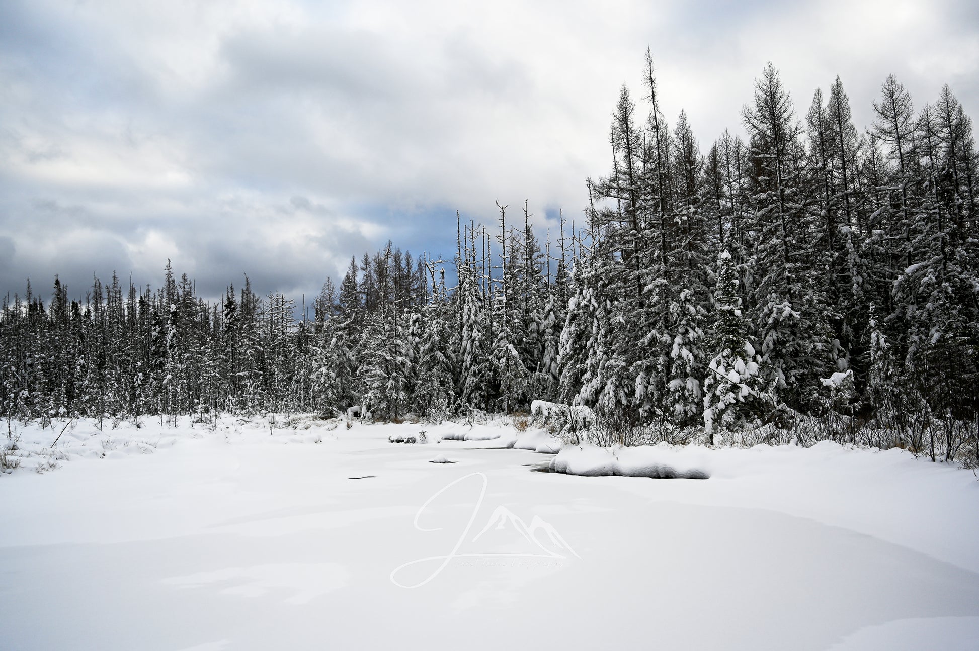 print of snow covered tamaracks