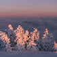 print of snow covered trees at sunset