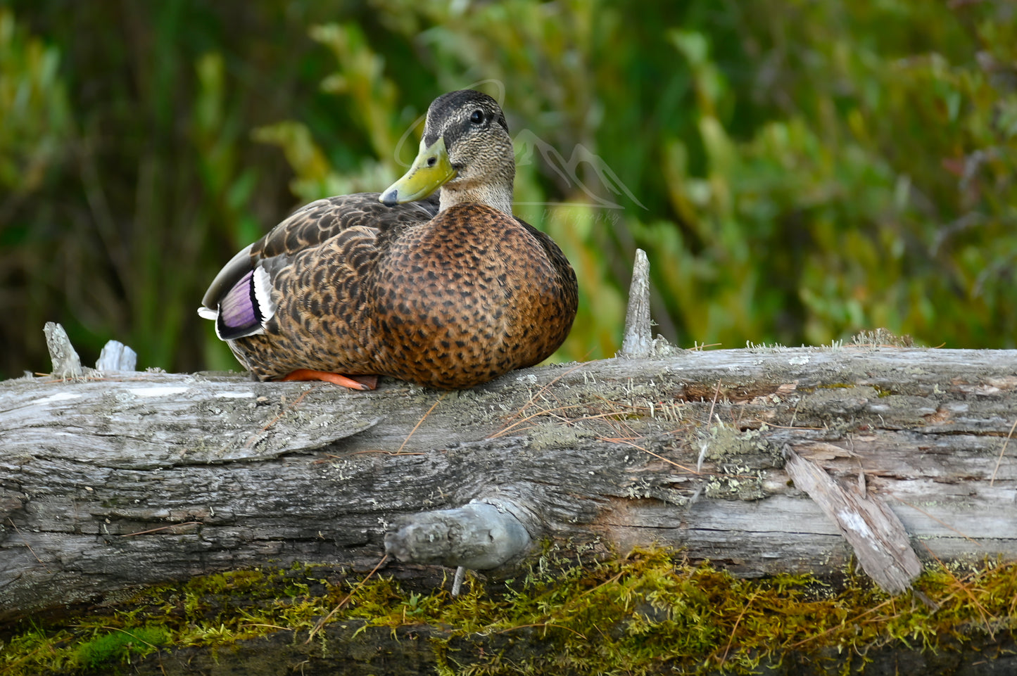 print of a Duck on a Log