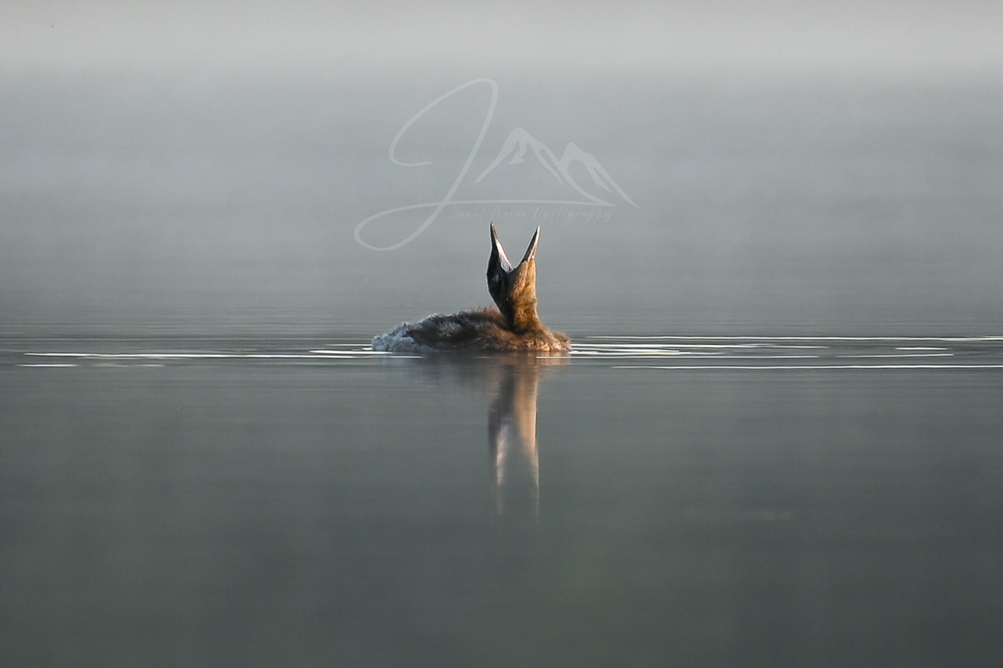 print of a baby loon