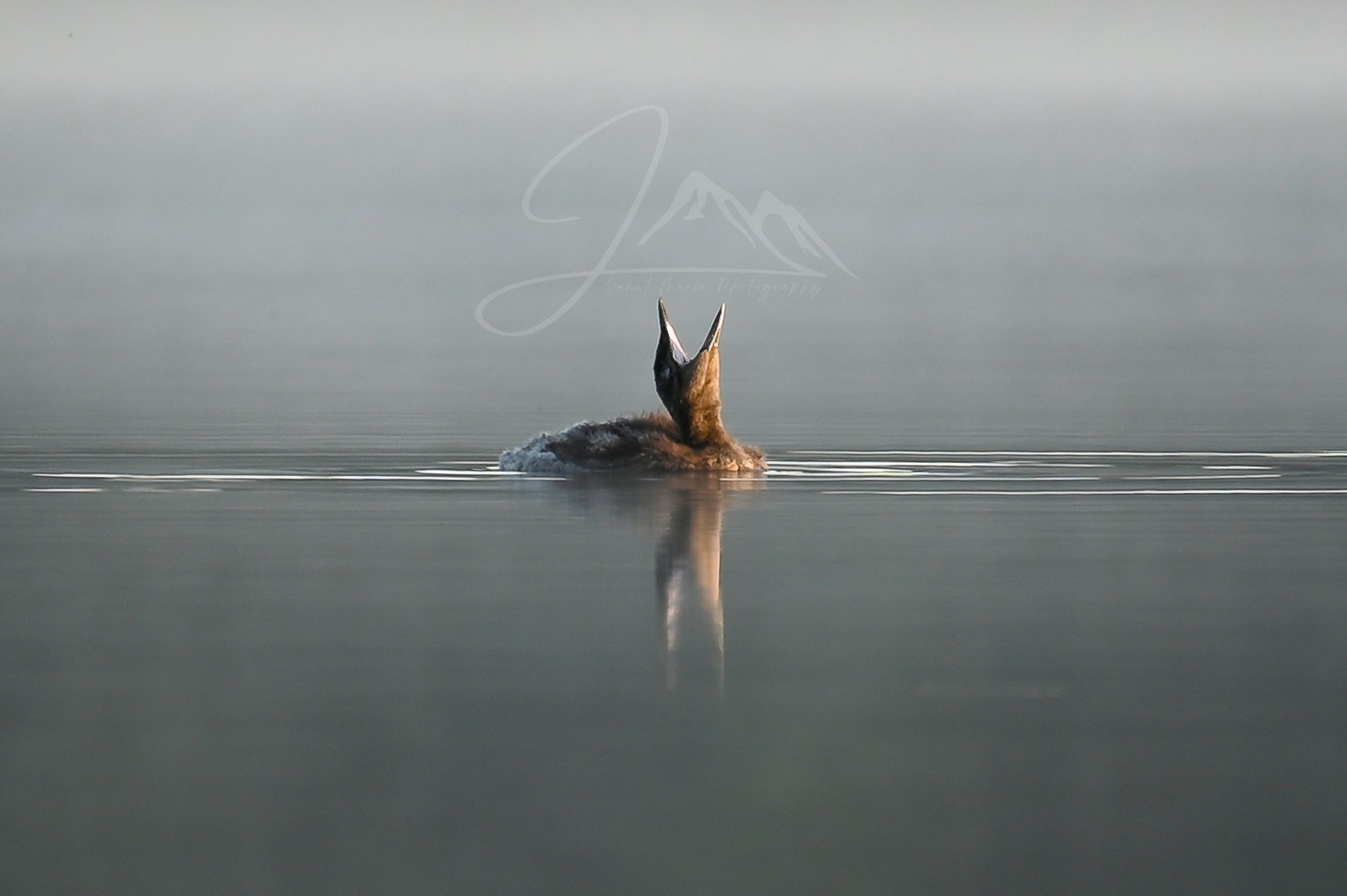 print of a baby loon