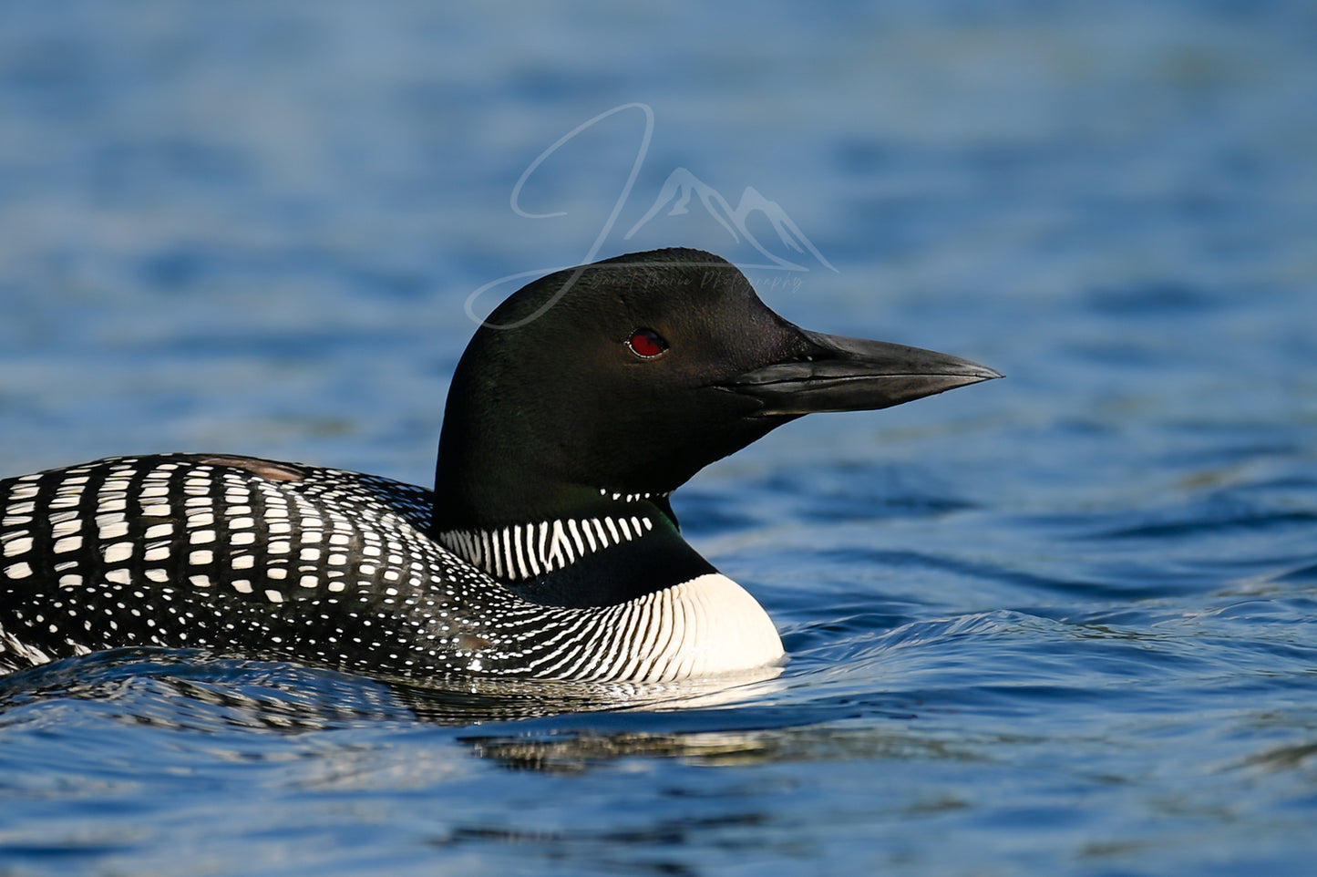 print of a Solitary Common Loon
