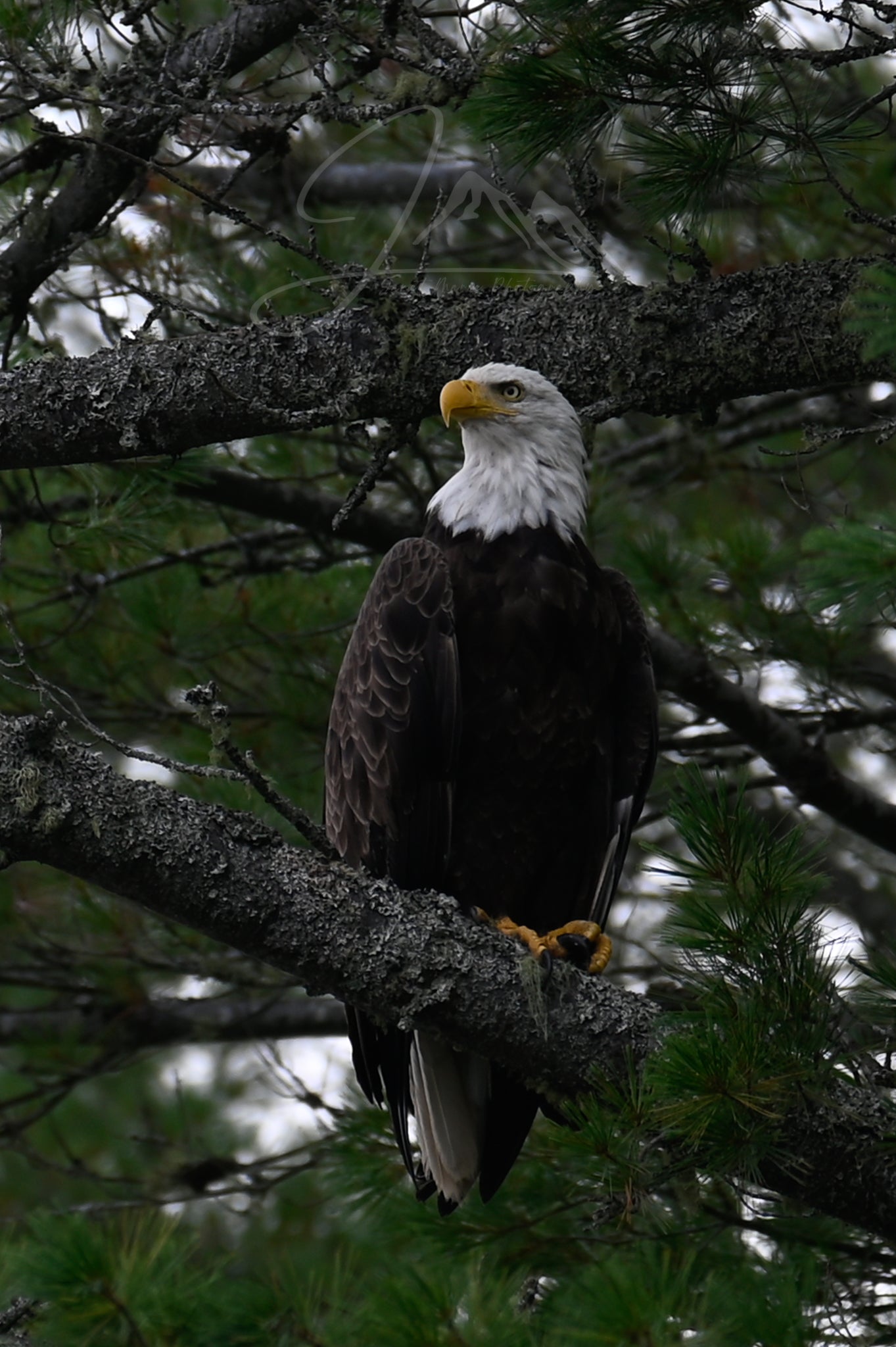 American Eagle in the Adirondack Mountains