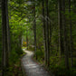 print of a Woodland Boardwalk