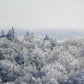 print of Frozen Trees Adirondack Mountains 