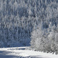 print of snow covered highway and trees