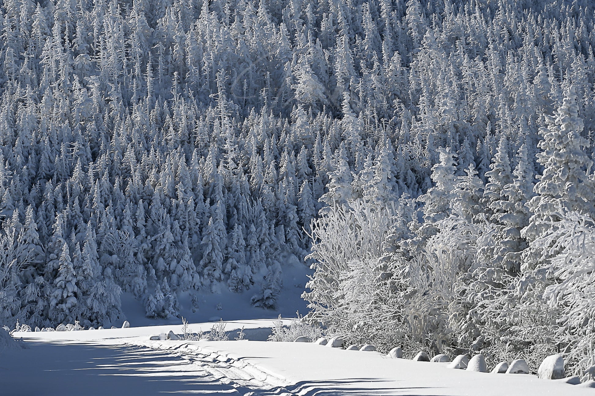 print of snow covered highway and trees